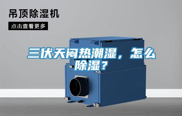三伏天悶熱潮濕，怎么除濕？