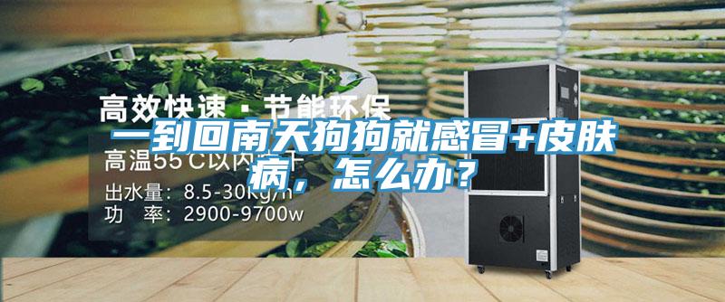 一到回南天狗狗就感冒+皮膚病，怎么辦？