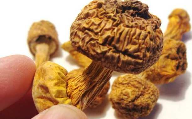 巴西菇、姬松茸烘干機-怎樣烘干色澤好且菇體褶片完整？