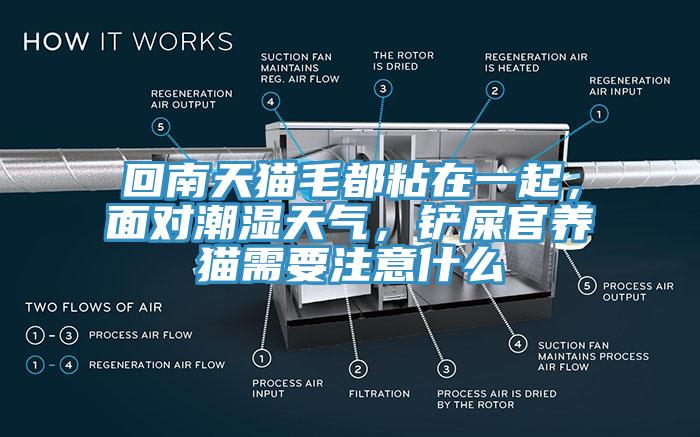 回南天貓毛都粘在一起，面對潮濕天氣，鏟屎官養(yǎng)貓需要注意什么