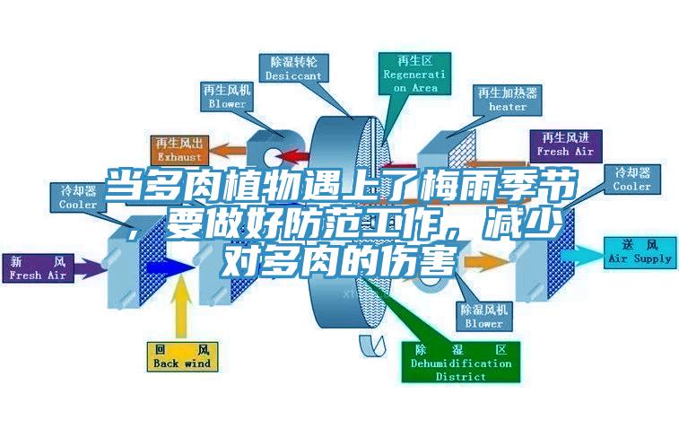 當(dāng)多肉植物遇上了梅雨季節(jié)，要做好防范工作，減少對多肉的傷害