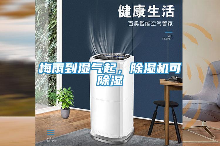 梅雨到濕氣起，除濕機可除濕