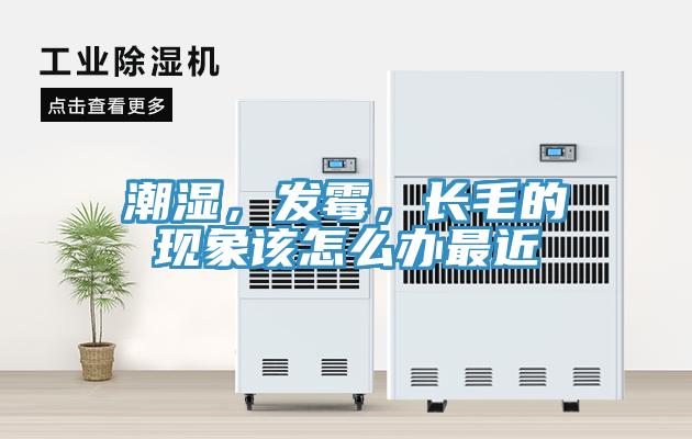 潮濕，發(fā)霉，長毛的現(xiàn)象該怎么辦最近