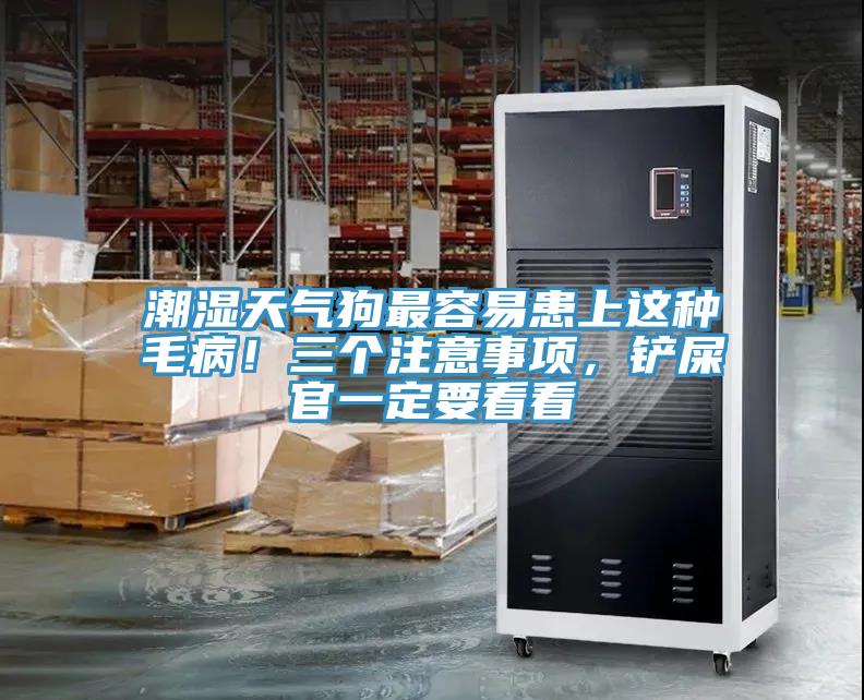 潮濕天氣狗最容易患上這種毛?。∪齻€(gè)注意事項(xiàng)，鏟屎官一定要看看
