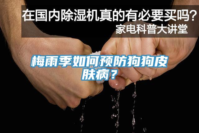梅雨季如何預(yù)防狗狗皮膚?。?></div>
								<div   id=