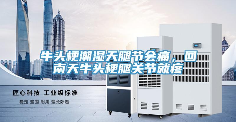 牛頭梗潮濕天腿節(jié)會痛，回南天牛頭梗腿關(guān)節(jié)就疼
