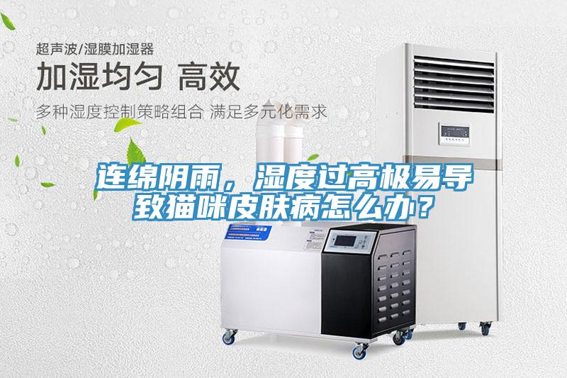 連綿陰雨，濕度過高極易導致貓咪皮膚病怎么辦？