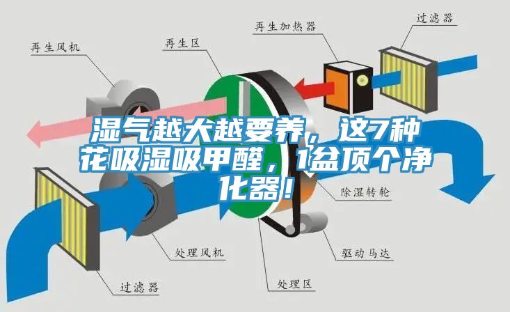 濕氣越大越要養(yǎng)，這7種花吸濕吸甲醛，1盆頂個凈化器！
