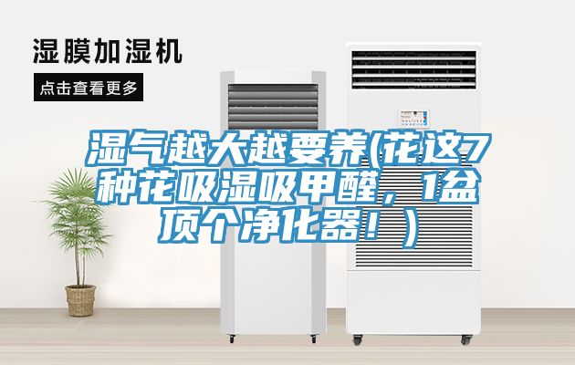 濕氣越大越要養(yǎng)(花這7種花吸濕吸甲醛，1盆頂個凈化器！)