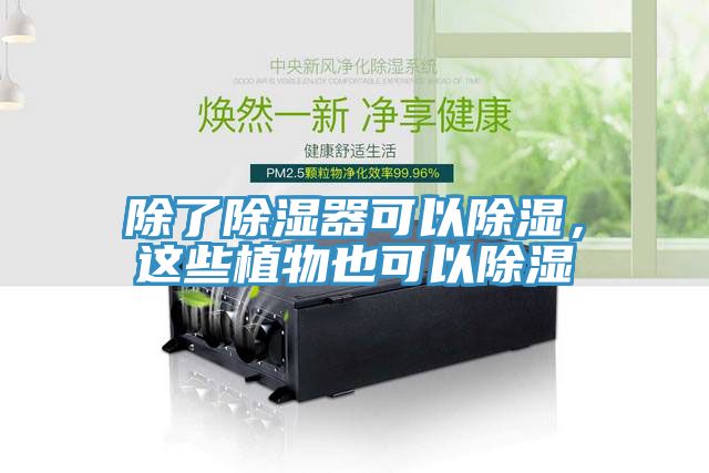 除了除濕器可以除濕，這些植物也可以除濕